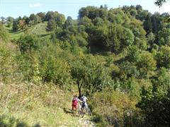 411_SAM_6017
